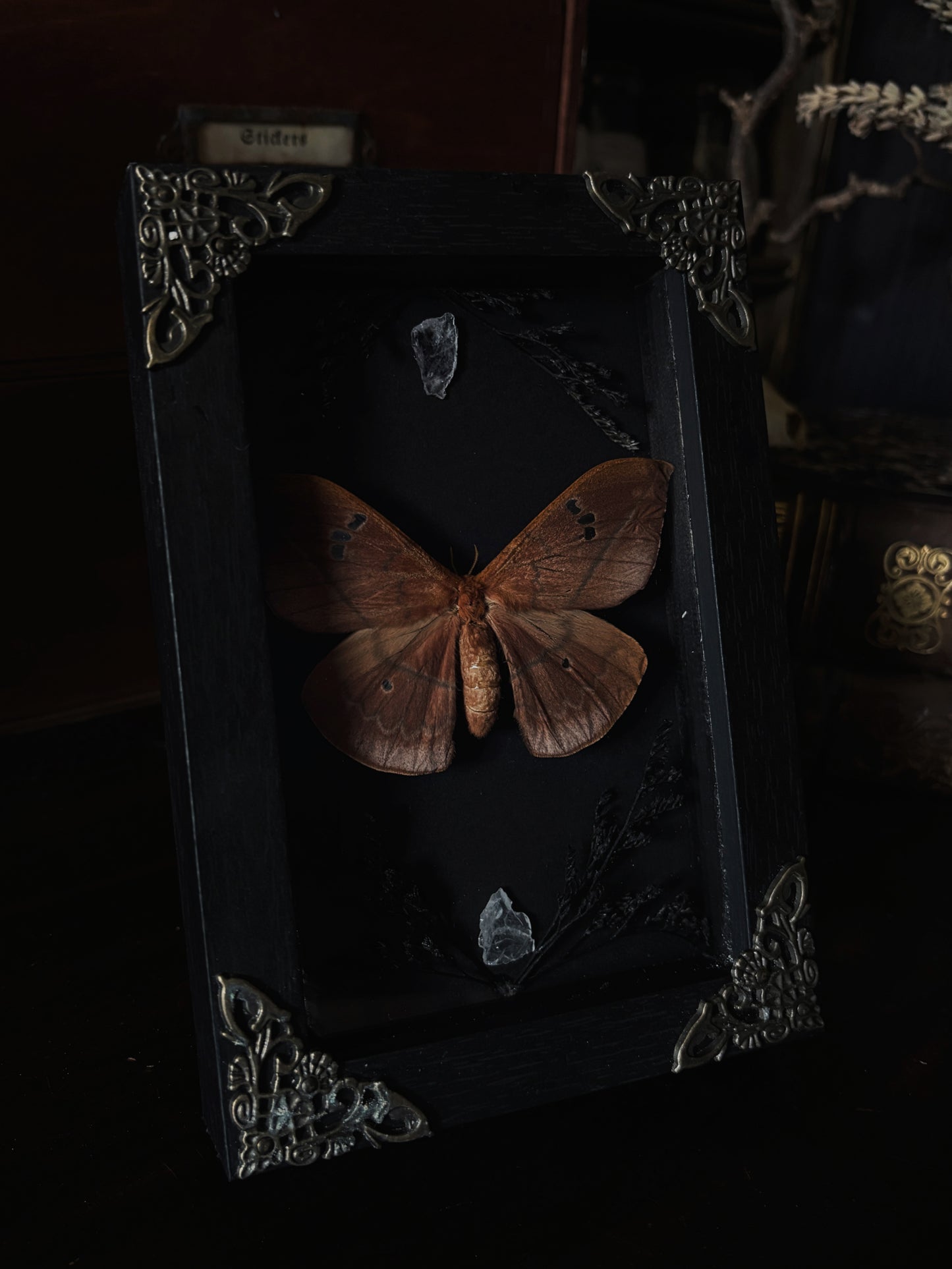 Crimson vows- Cricula trifenestrata javana  (15x10cm)