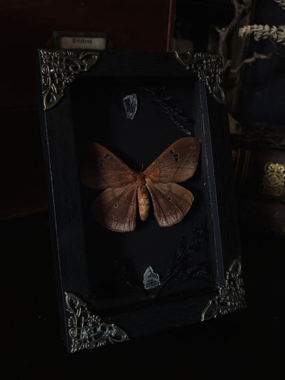 Crimson vows- Cricula trifenestrata javana  (15x10cm)