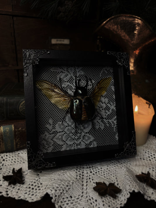 Chalcosoma atlas keyboh (15x15cm)