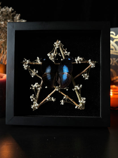 Napeocles Jucunda Pentagram Frame | Woodland Witch Butterfly Display