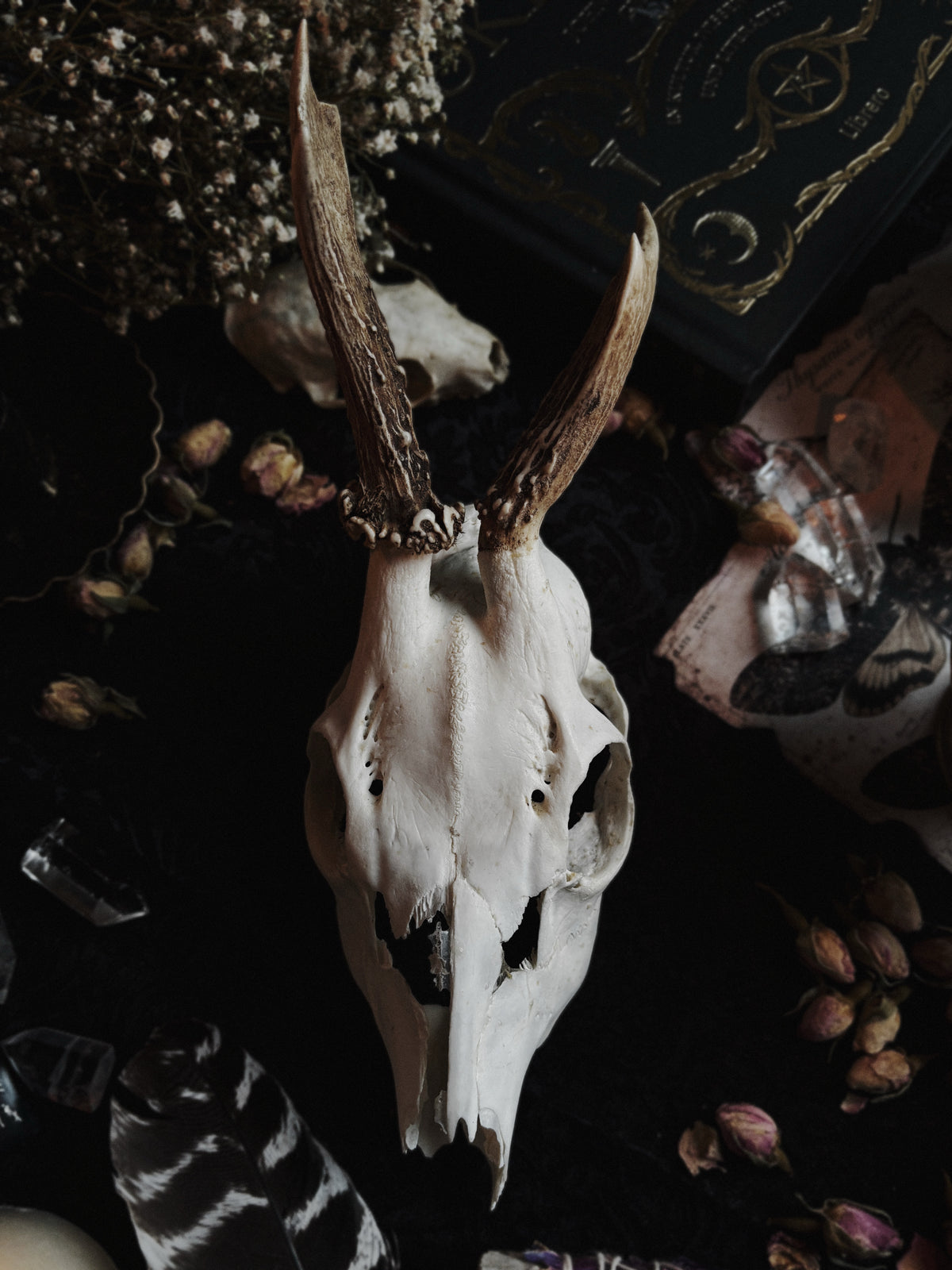 Deer skull