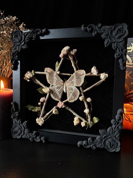 Samia Insularis Pentagram Frame | Woodland Witch Butterfly Display