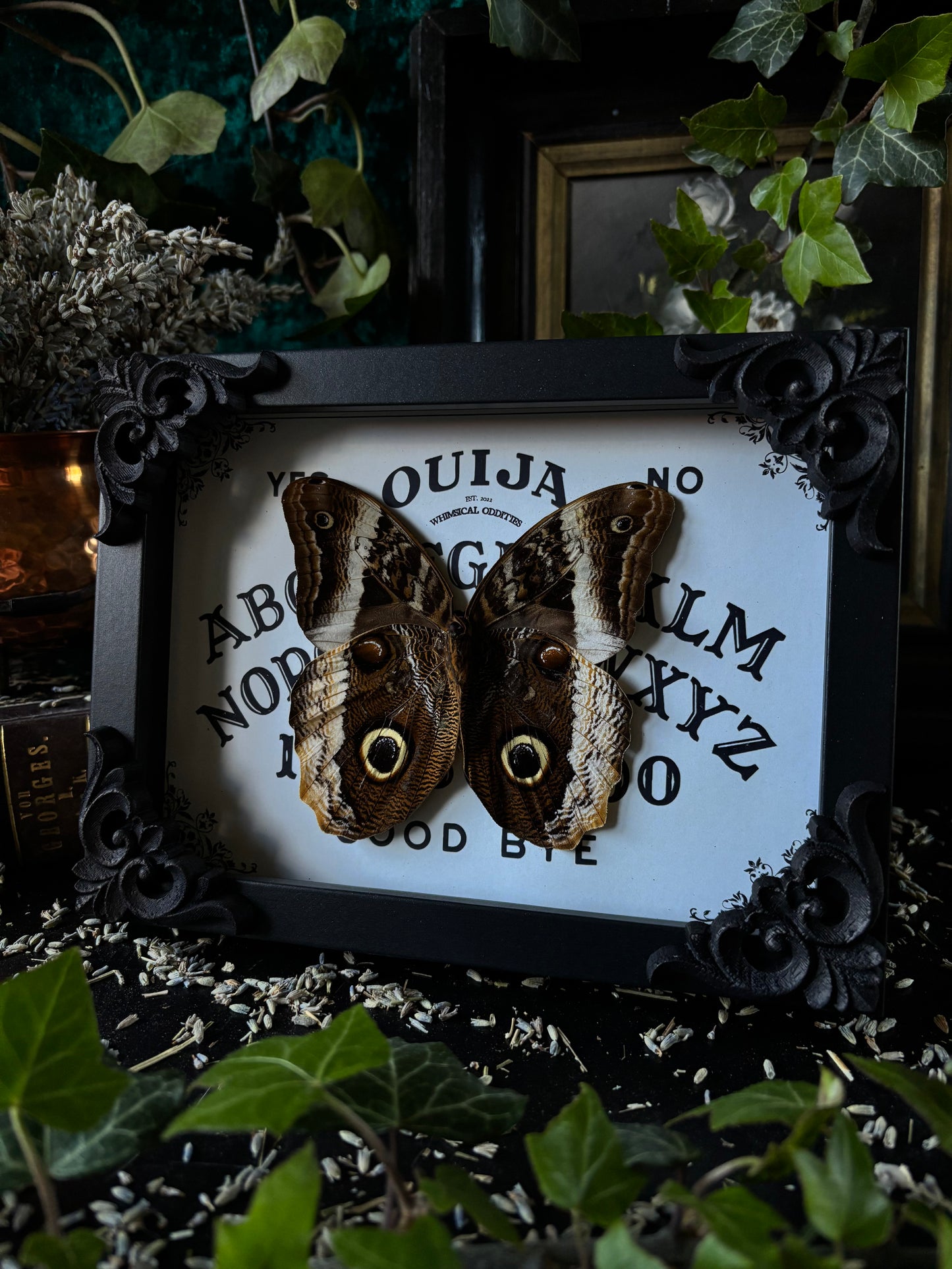 „Ouijah board" - Caligo (18x13cm)