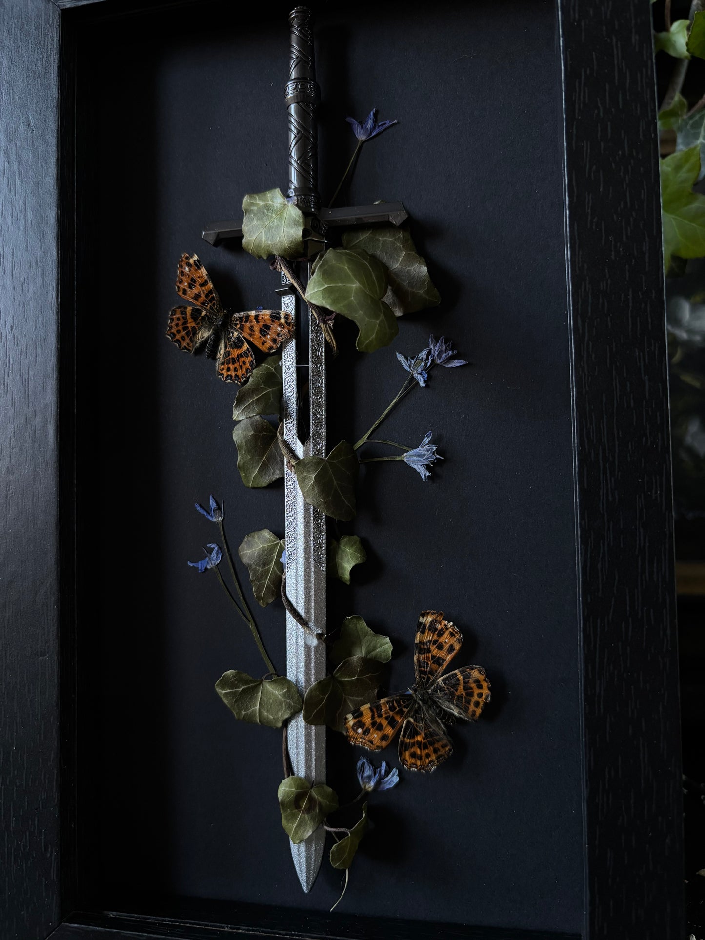 Sword frame - Araschnia levana (22x12cm)
