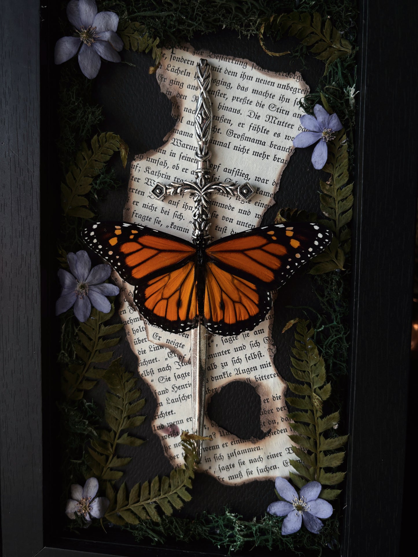 Sword Frame – Danaus plexippus (22x12cm)