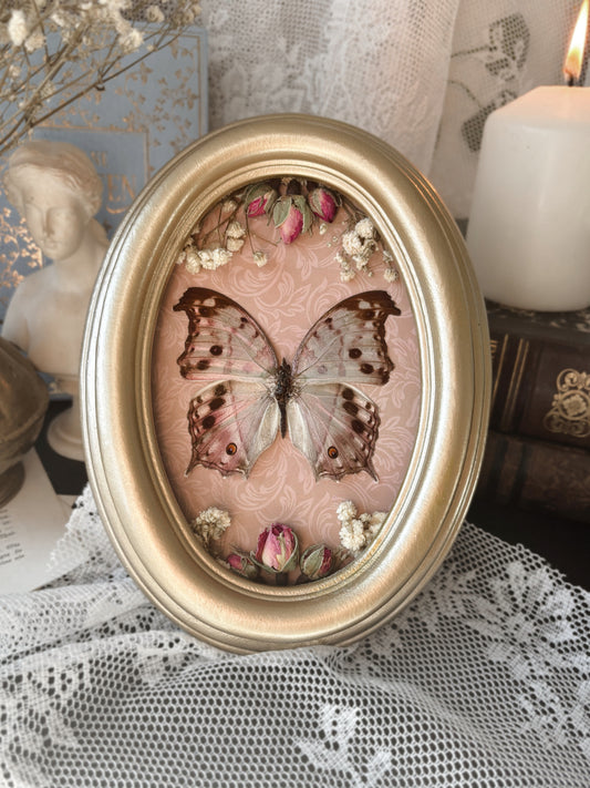 Imperial Rose Cabinet - Salamis parhassus (20x15cm) (Vintage wood frame)