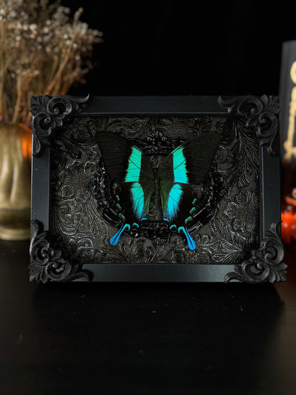 Papilio Blumei (18x13 cm)
