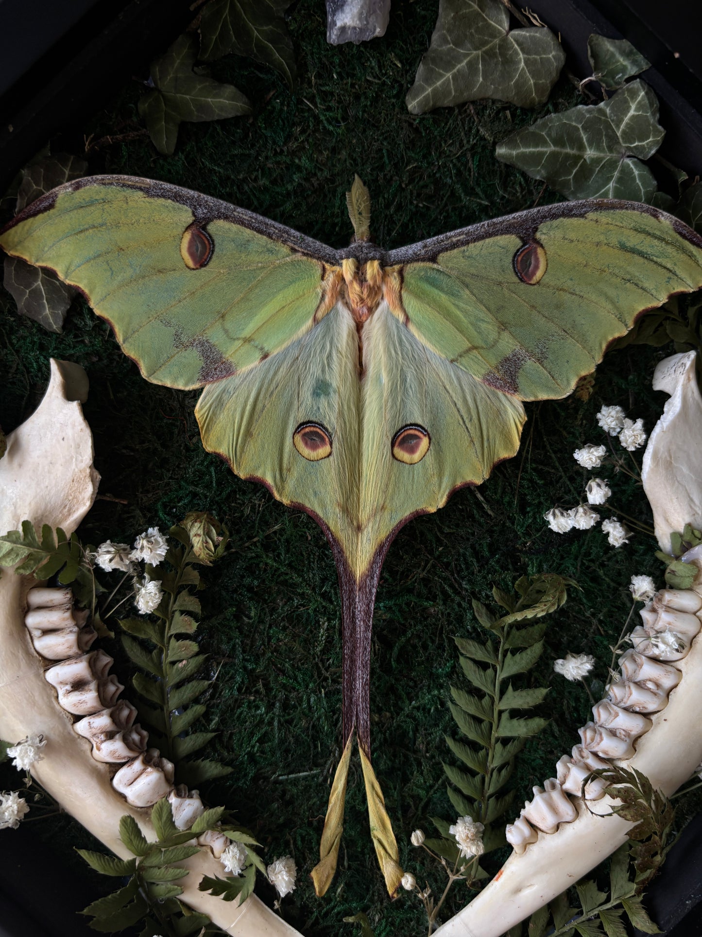Argema Mimosae | Framed Moth with Deer Bone (25x25cm)