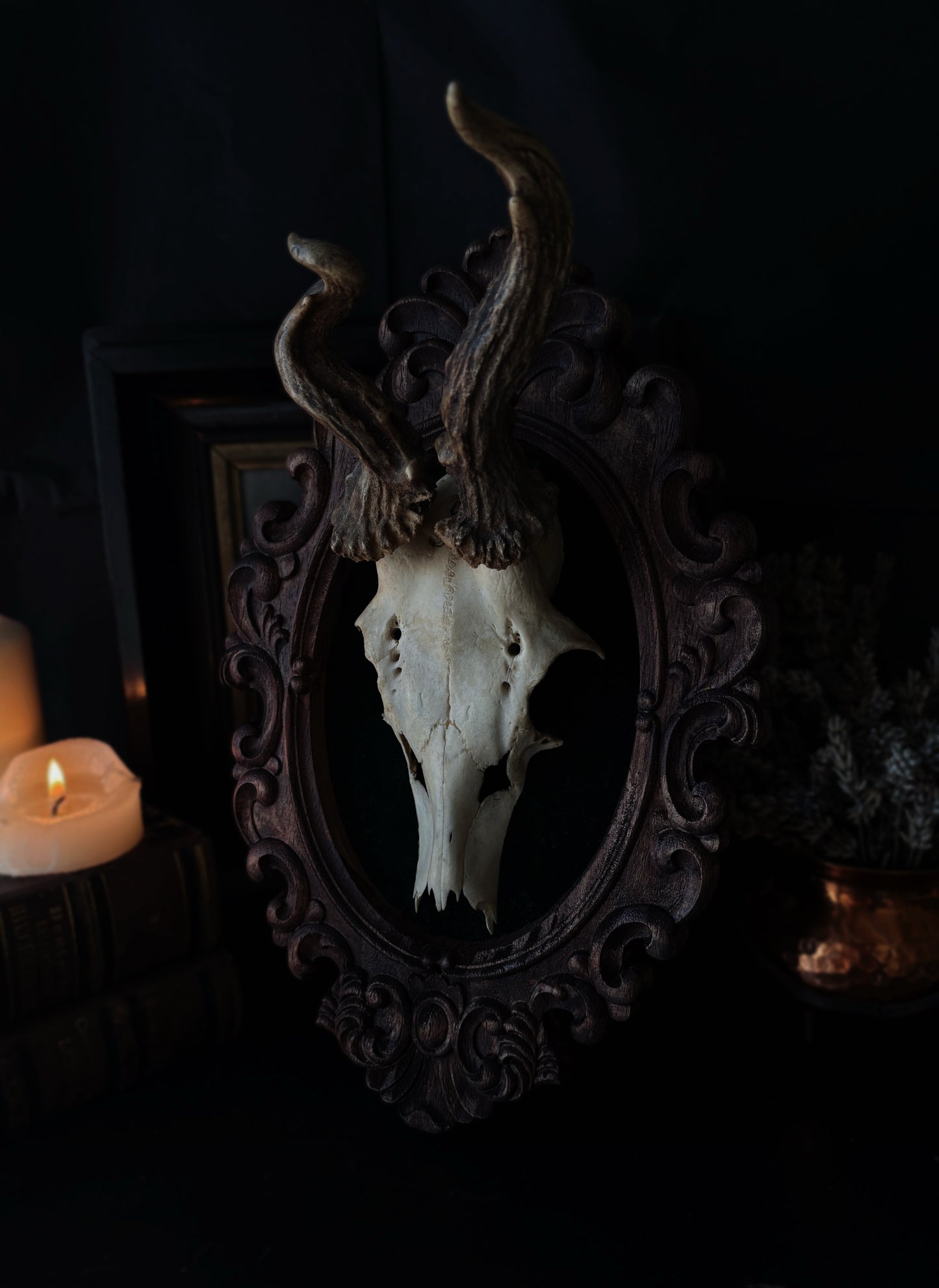 Twisted Antlers – Framed Skull (31 x 20 cm)
