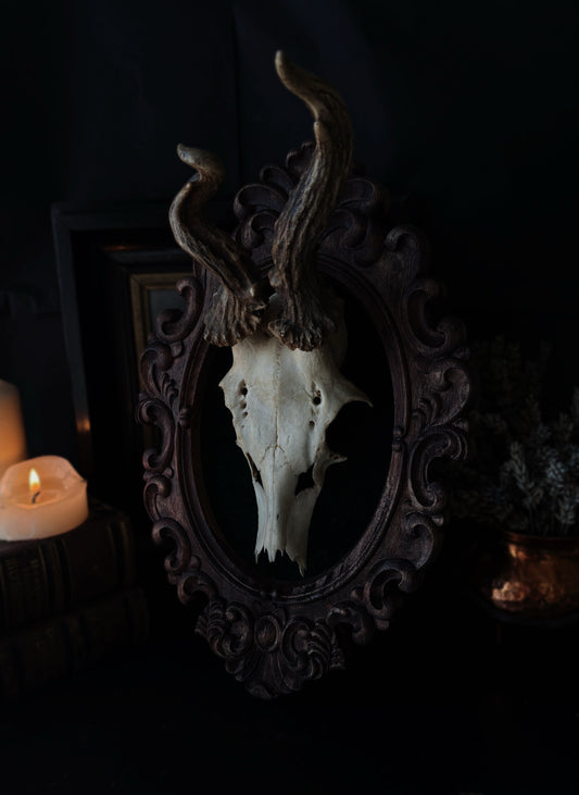Twisted Antlers – Framed Skull (31 x 20 cm)