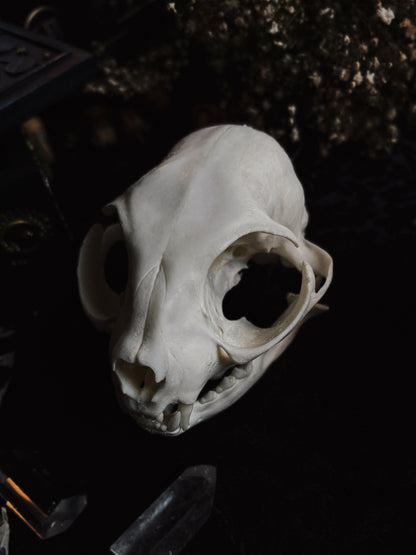 Cat skull (whole skull)