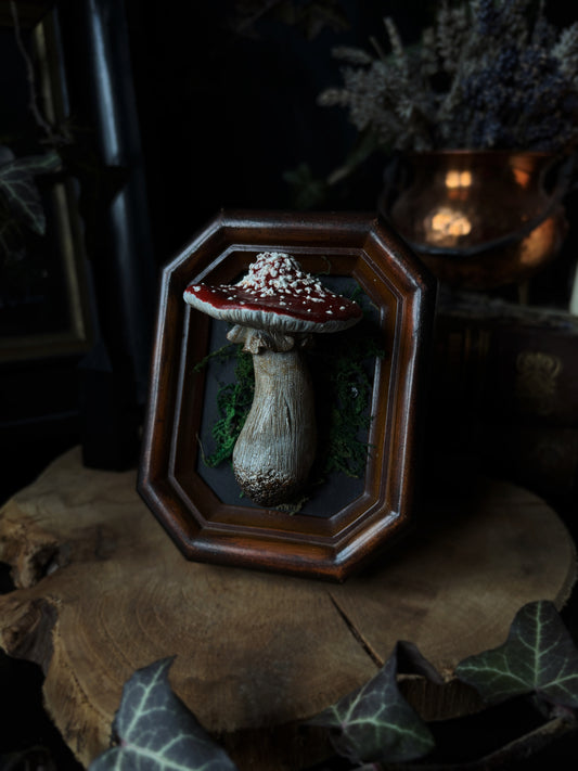 🍄 Fly Agaric Mushroom (Amanita muscaria)