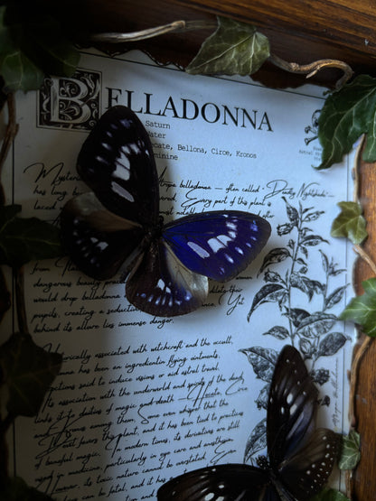Belladonna Frame – "Euploea mulciber" (24x18cm)