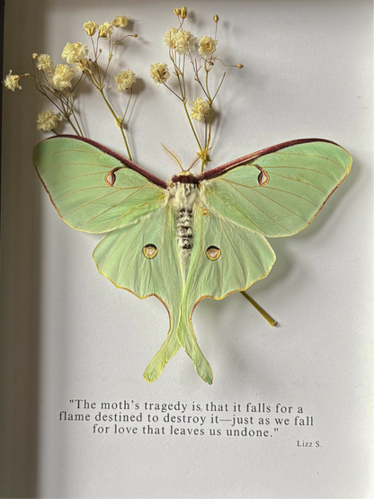 „Tragedy“ - Luna moth