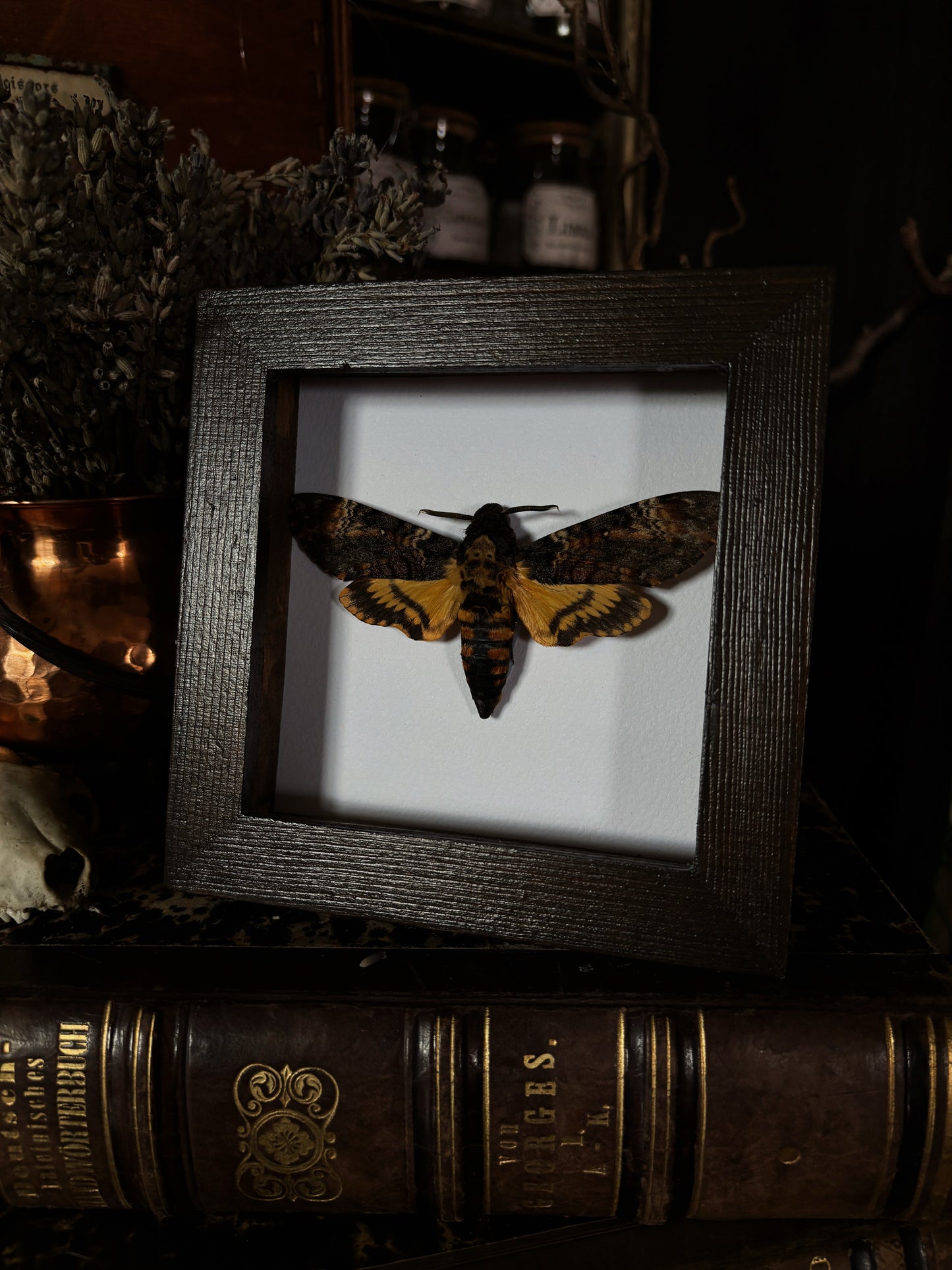 Acherontia atropos | Wings of Whimsy Collection (12x12cm)