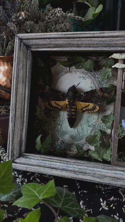 „Witches lair“ Apothecary cabinet - Acherontia Atropos