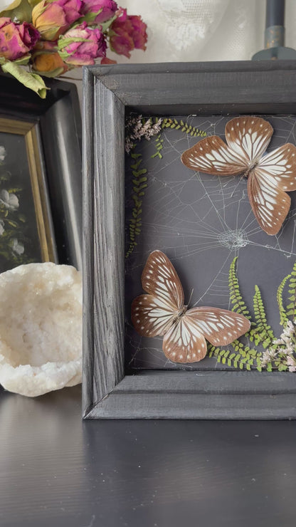 “Threaded Wings” – Pareronia anais in Webbed Garden Frame