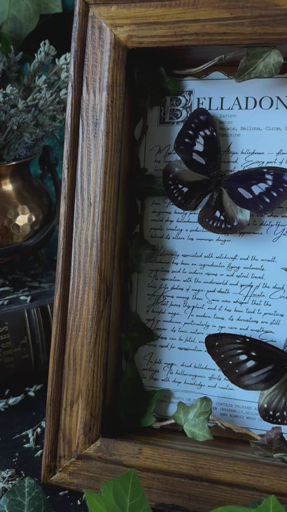 Belladonna Frame – "Euploea mulciber" (24x18cm)