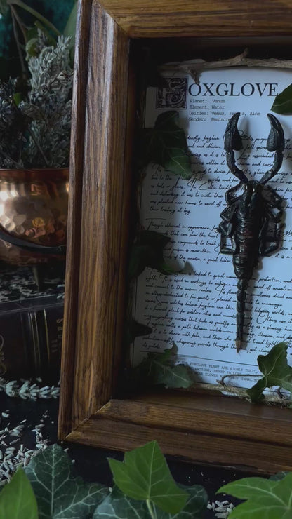 Foxglove Frame – "Heterometrus" (24x18cm)