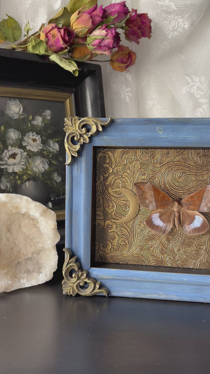 “Celestial Wings” – Framed Moth on Baroque Moonlit Tapestry (23x18cm)