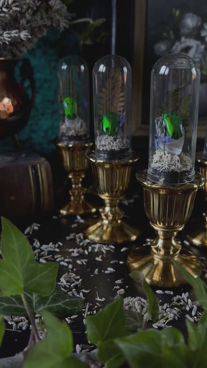 Glass dome with brass stand - Heterorrhina Sexmaculata