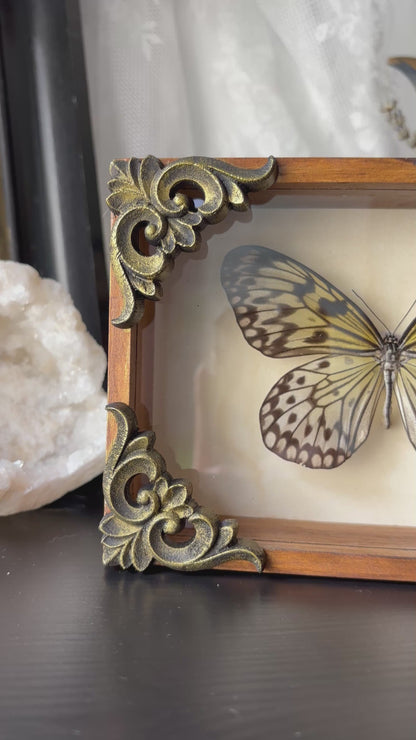Idea leuconoe gordita (15x10cm)