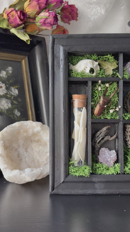 “Witch’s Curio Cabinet” – Framed Shadowbox of Natural Oddities (23x18)