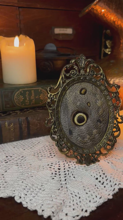 Brass vintage Frame - Caligo memnon (13x10cm)